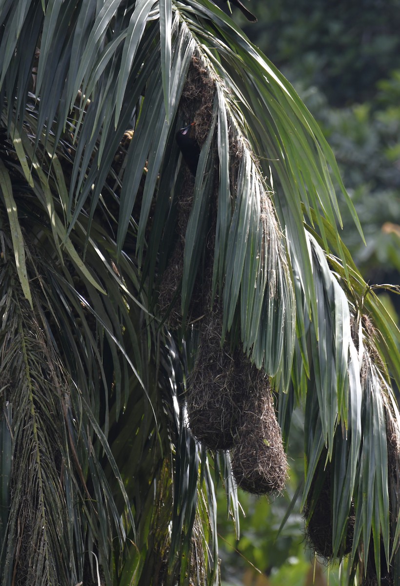 Baudo Oropendola - ML644252863