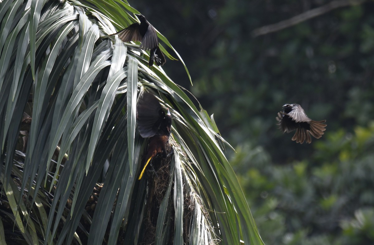 Baudo Oropendola - ML644252864