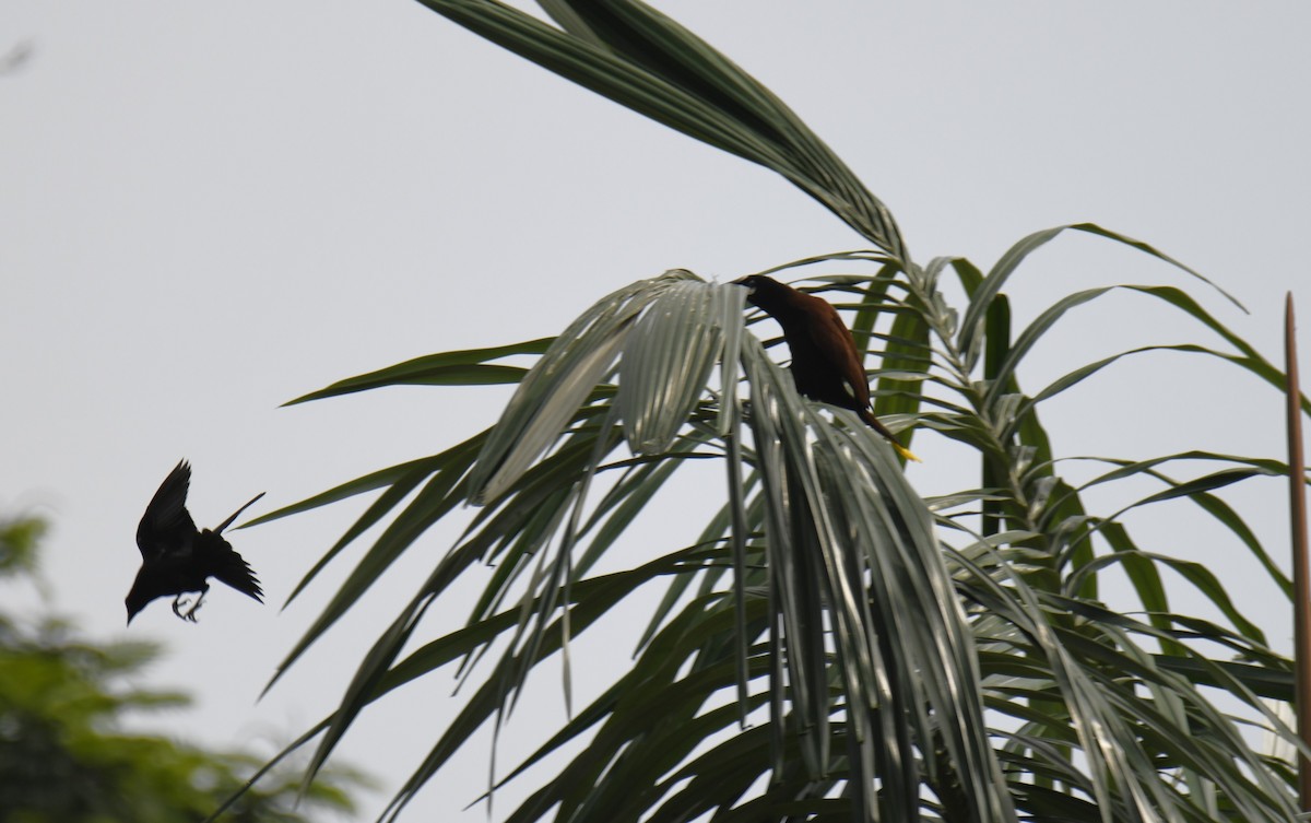 Baudo Oropendola - ML644252866