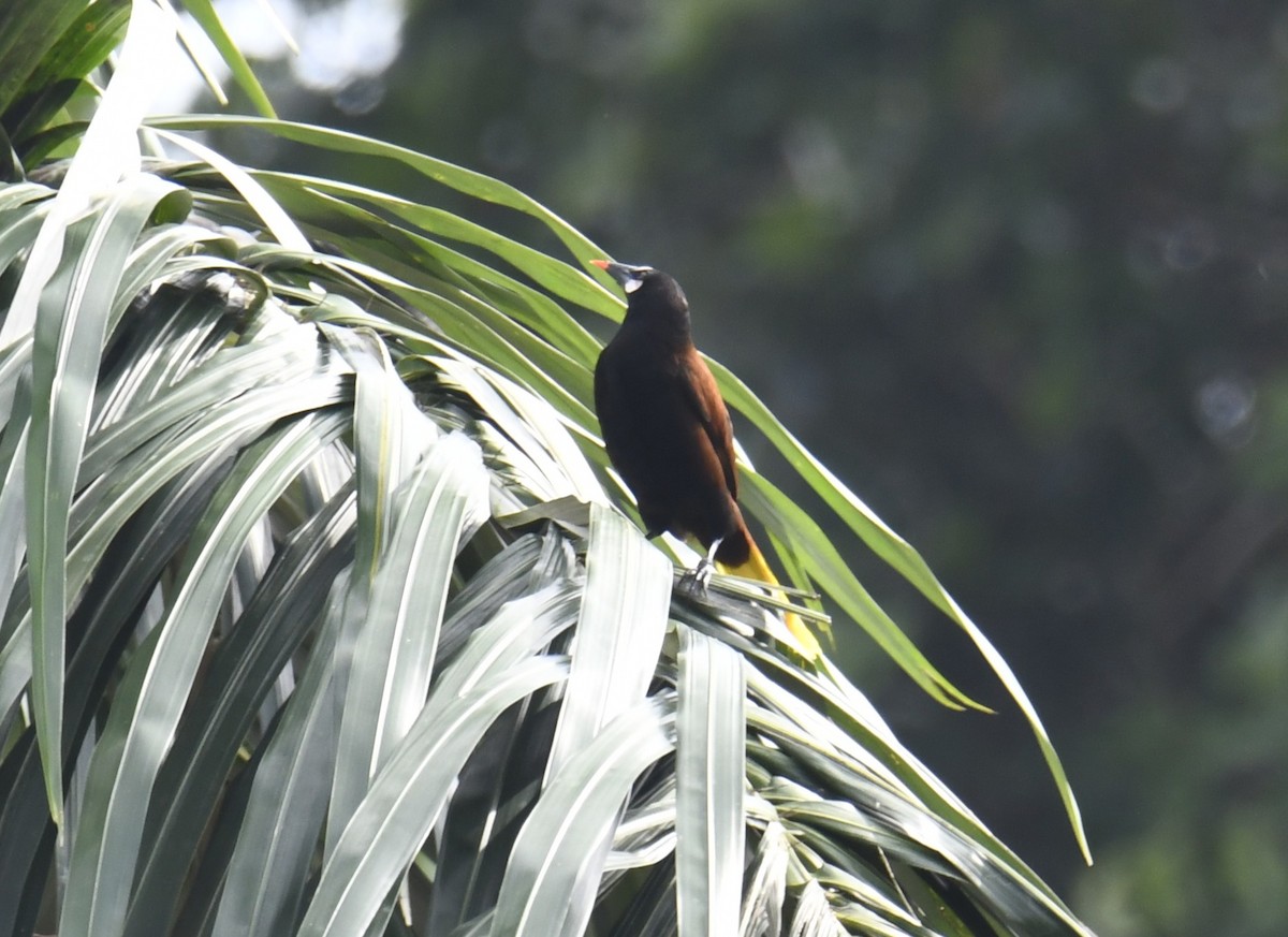 Baudo Oropendola - ML644252867