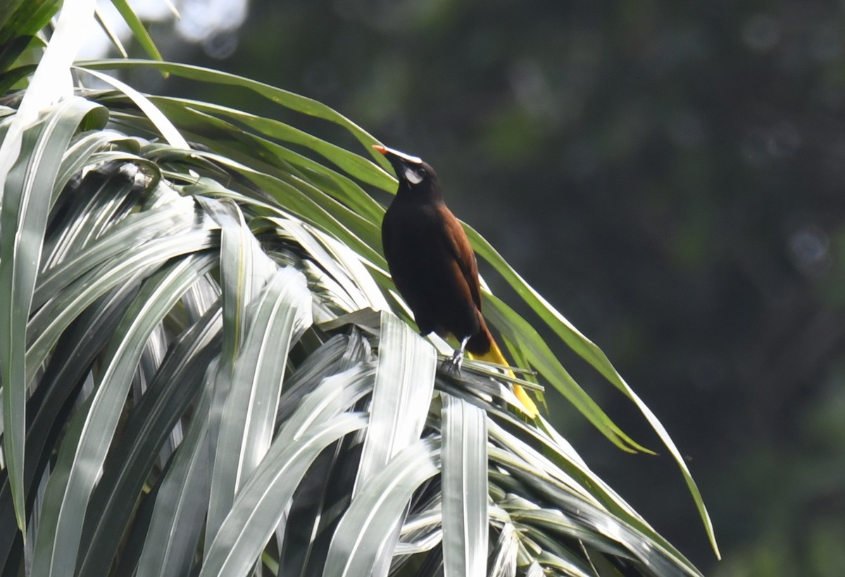 Baudo Oropendola - ML644252868