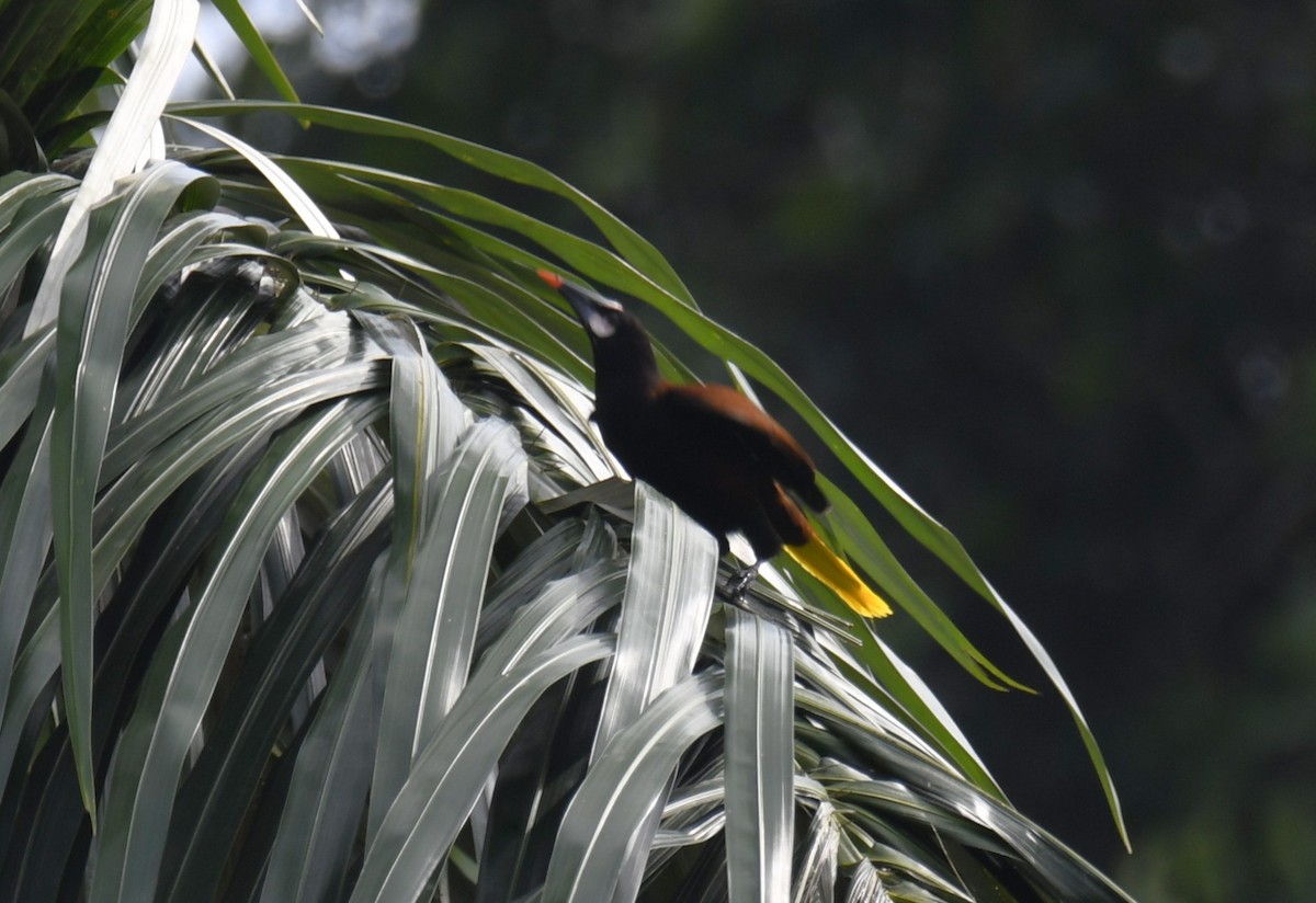 Baudo Oropendola - ML644252869