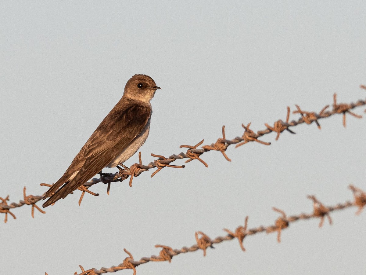 Northern Rough-winged Swallow - ML644252872