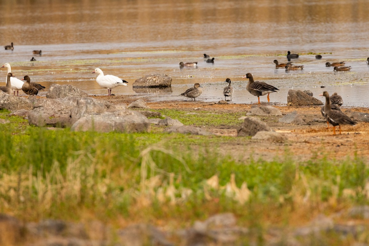 Northern Pintail - ML644252880