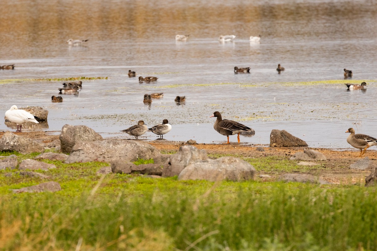Northern Pintail - ML644252881