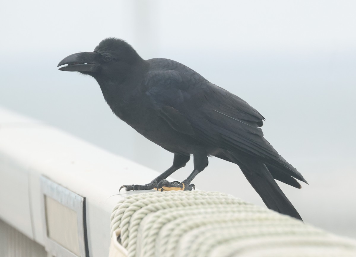 Ворона великодзьоба - ML644252887