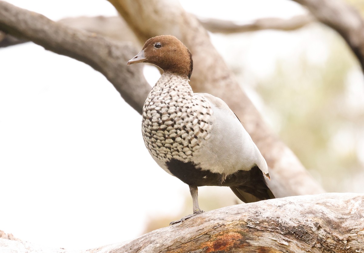 Maned Duck - ML644252888