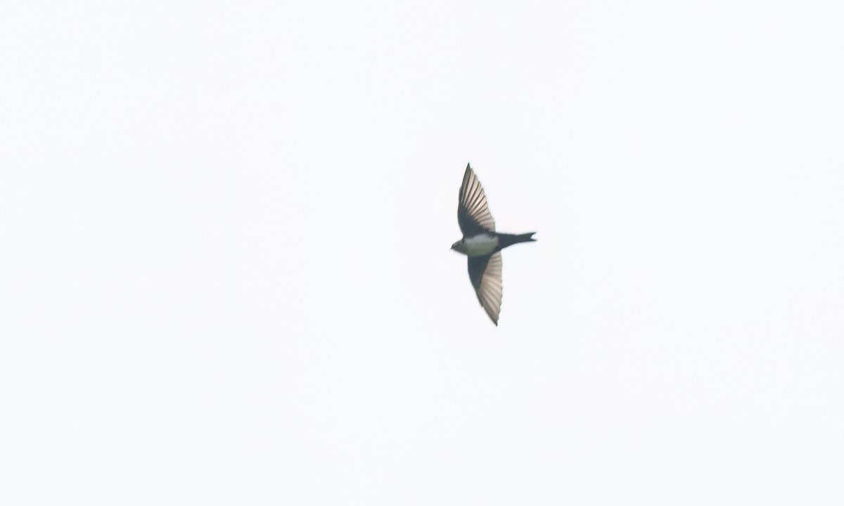 Pale-footed Swallow - ML644252892