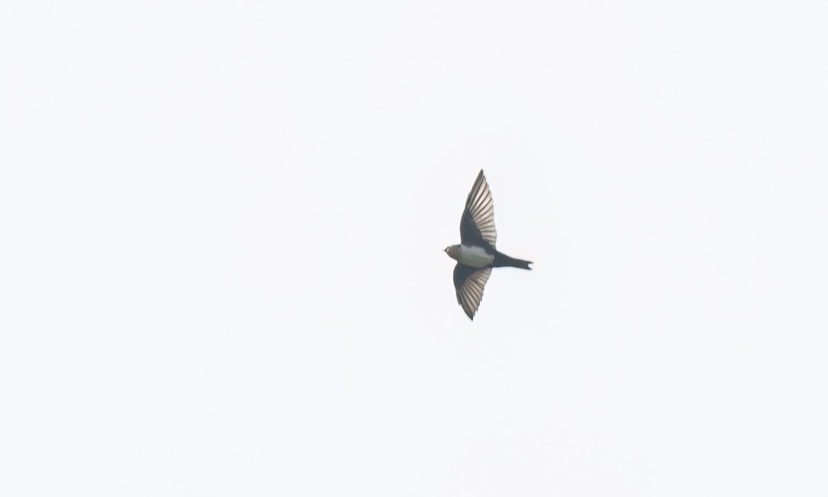 Pale-footed Swallow - ML644252893