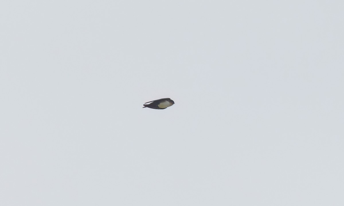 Pale-footed Swallow - ML644252894