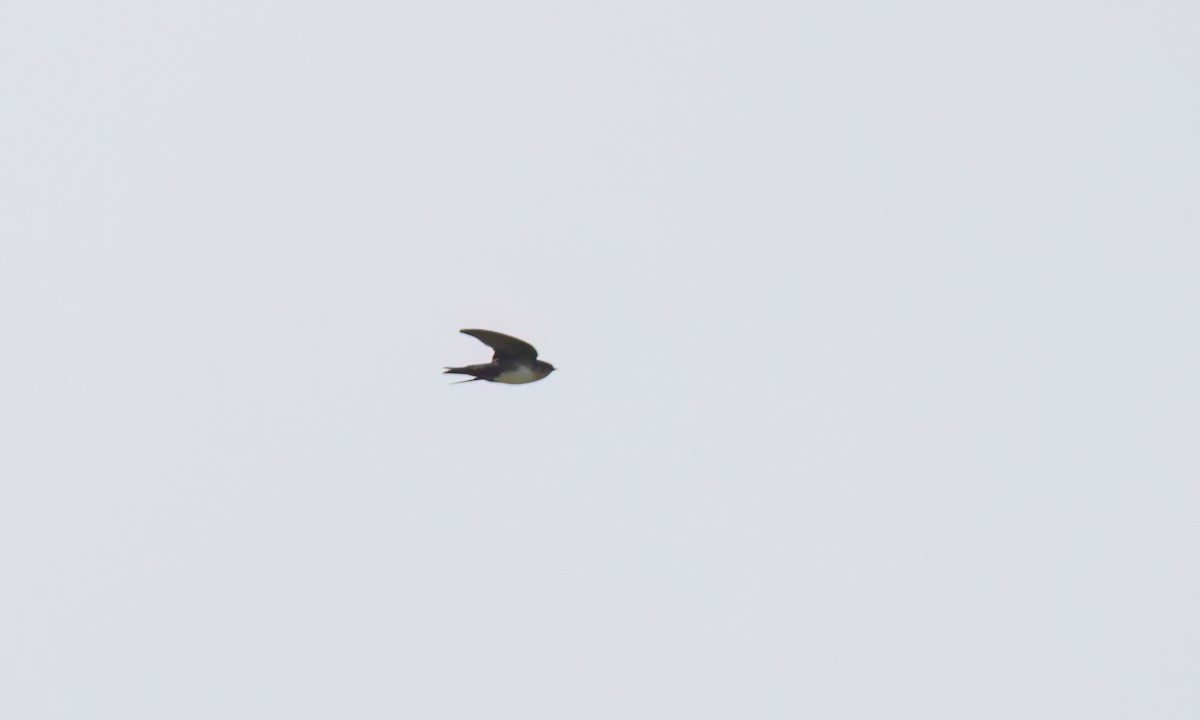 Pale-footed Swallow - ML644252895