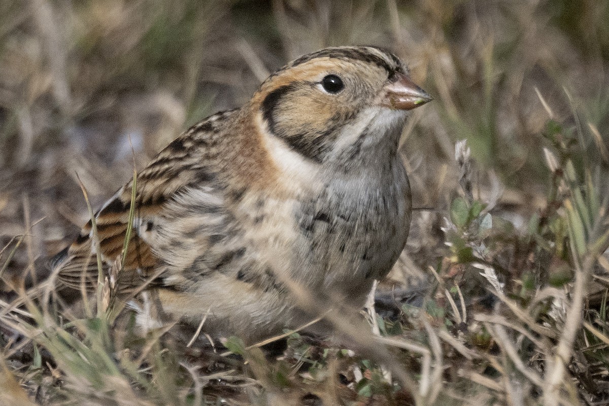 Lapland Longspur - ML644252896