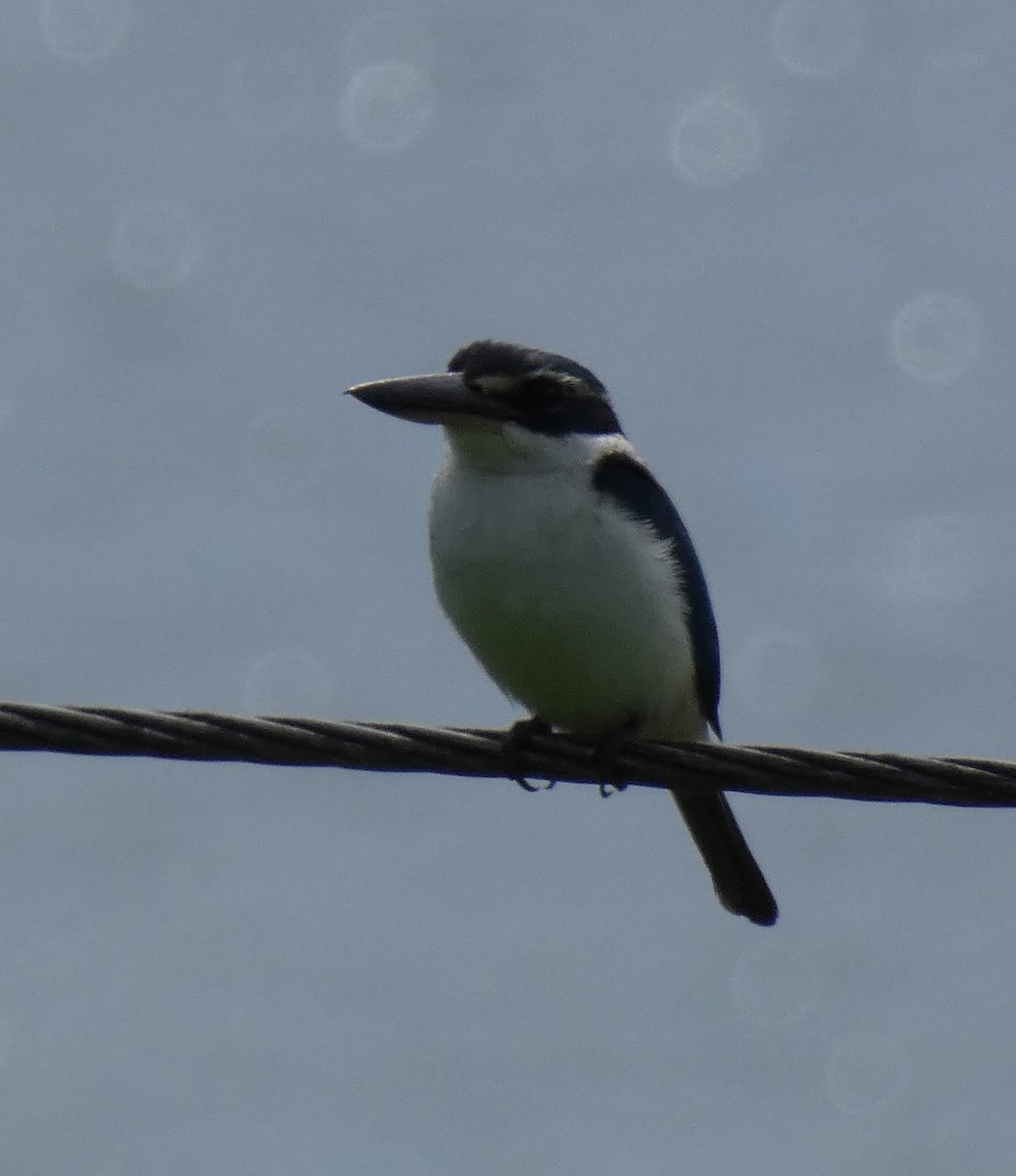 Pasifik Yalıçapkını - ML644252898