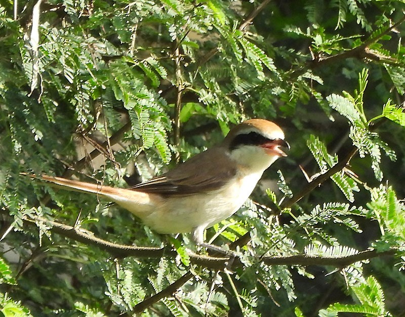 Brown Shrike - ML644252902