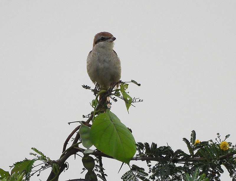 Brown Shrike - ML644252903