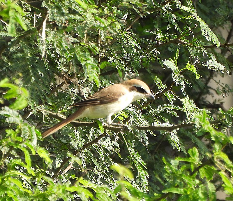 Brown Shrike - ML644252904