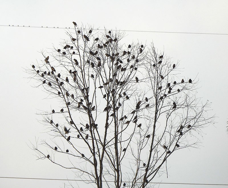 Rosy Starling - ML644252913