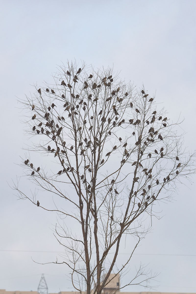 Rosy Starling - ML644252914
