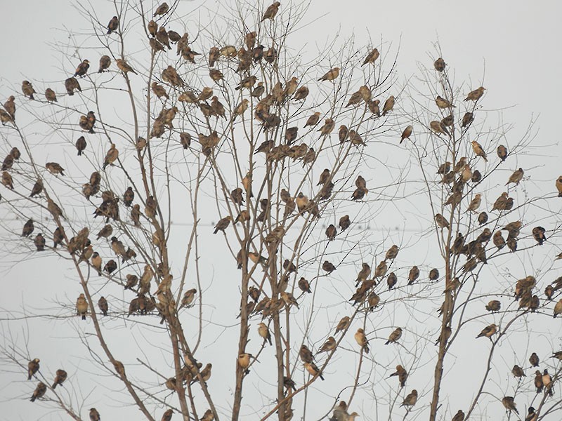 Rosy Starling - ML644252915