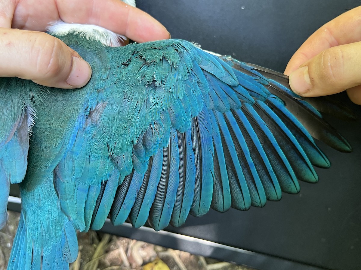 Mariana Kingfisher - ML644252919