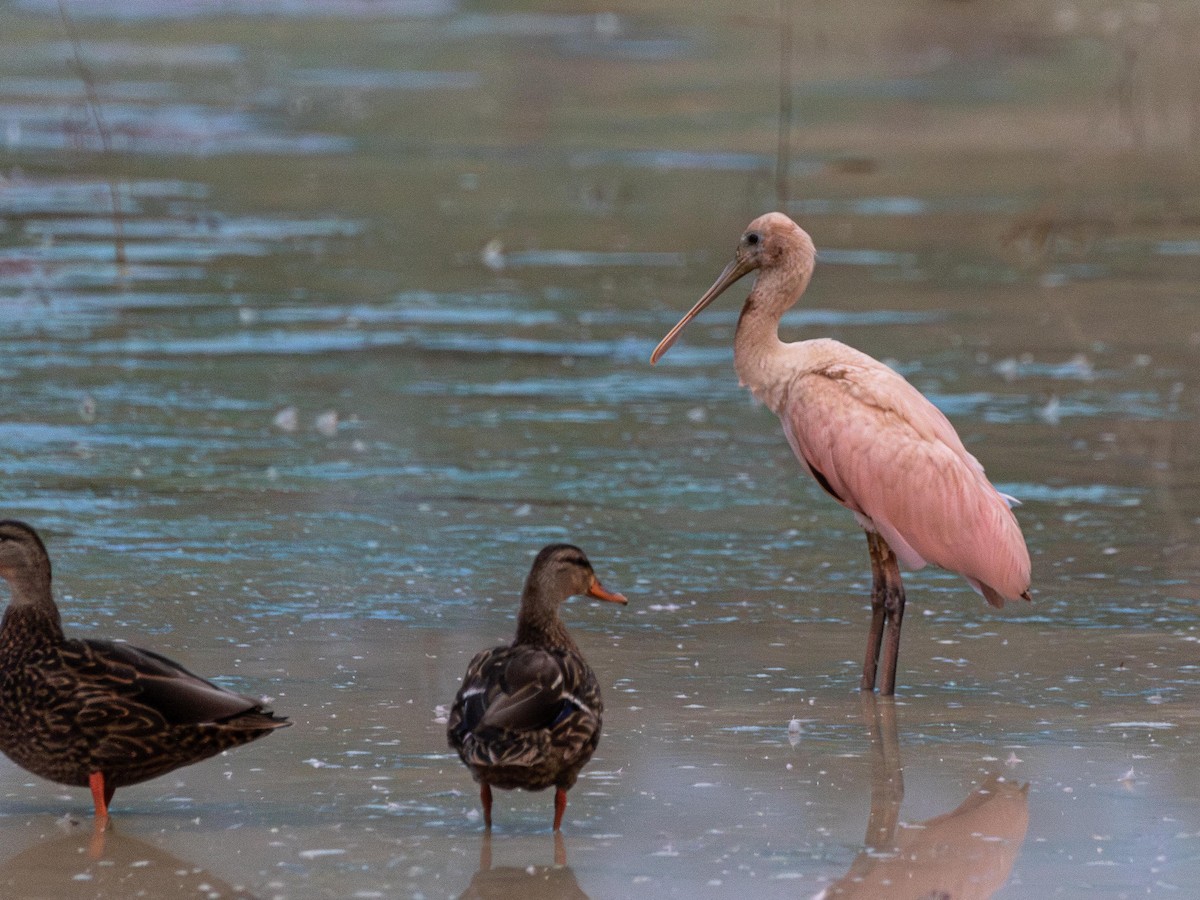 Roseate Spoonbill - ML644252920