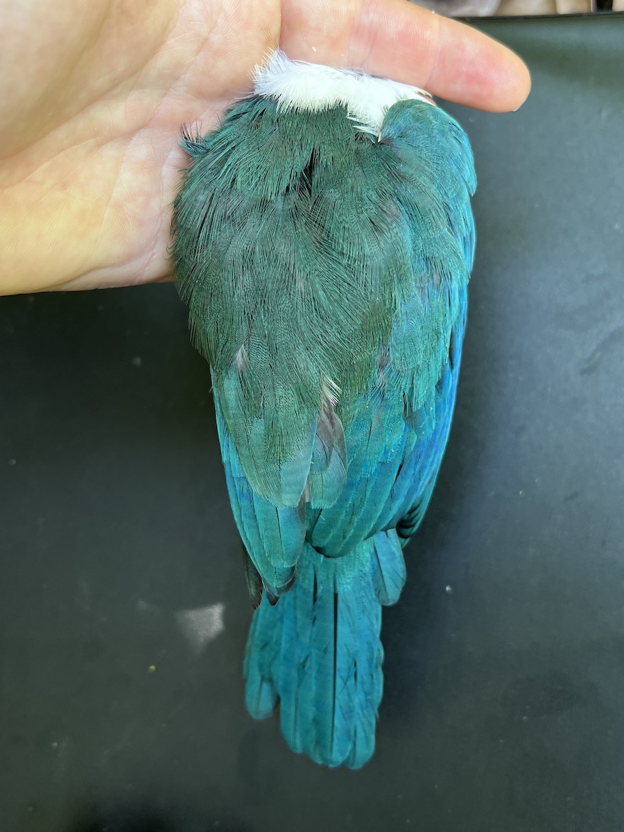 Mariana Kingfisher - ML644252921