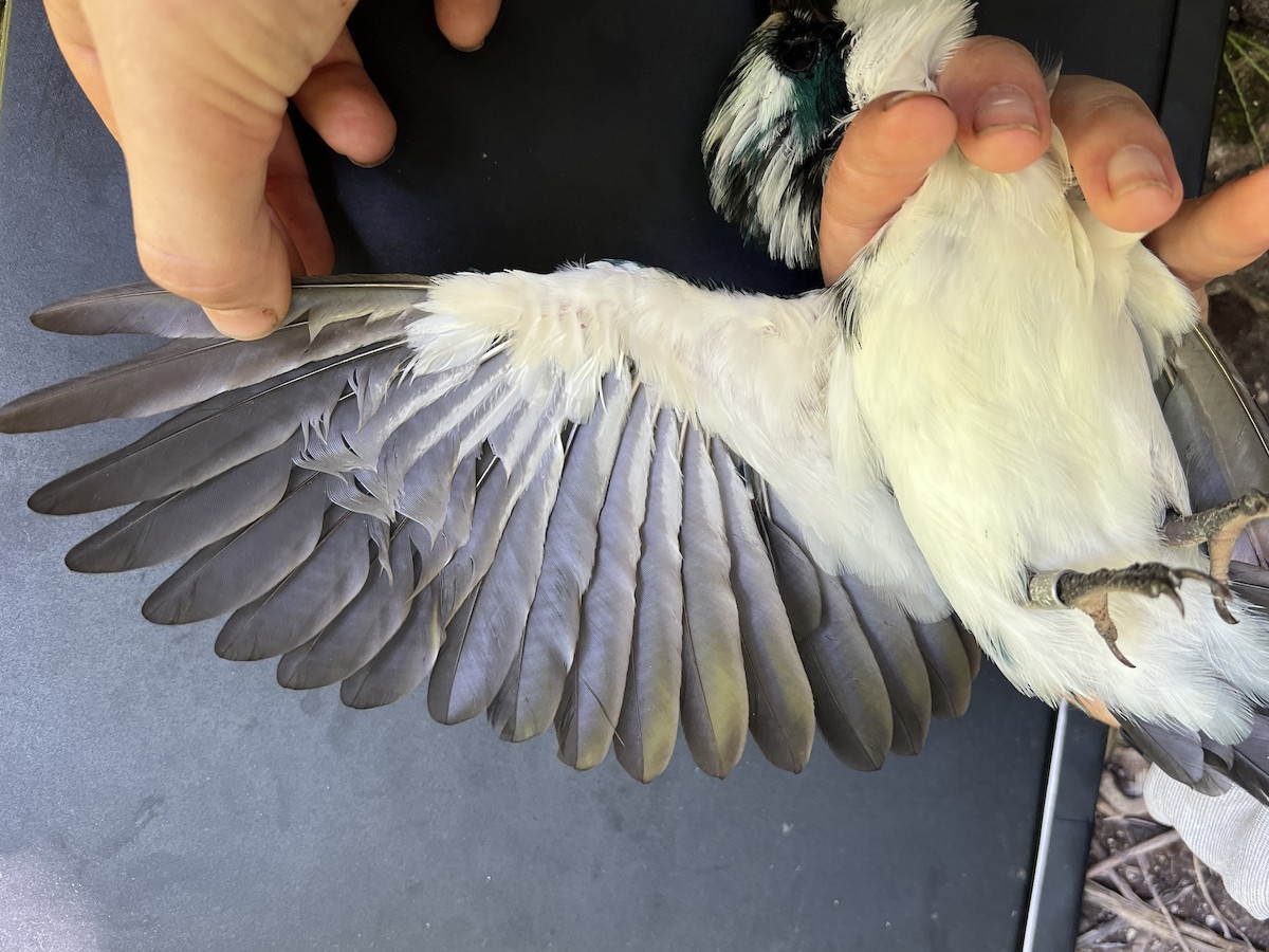 Mariana Kingfisher - ML644252922