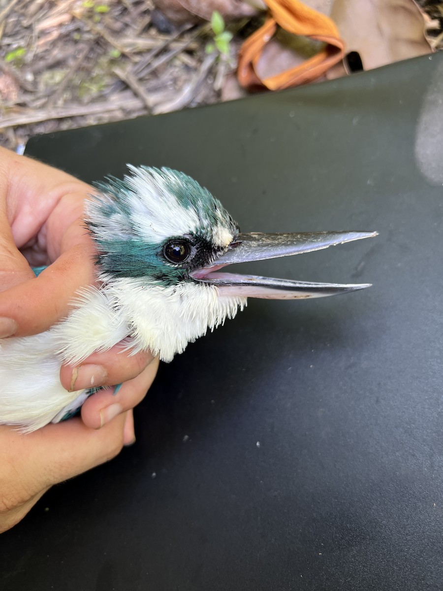 Mariana Kingfisher - ML644252924