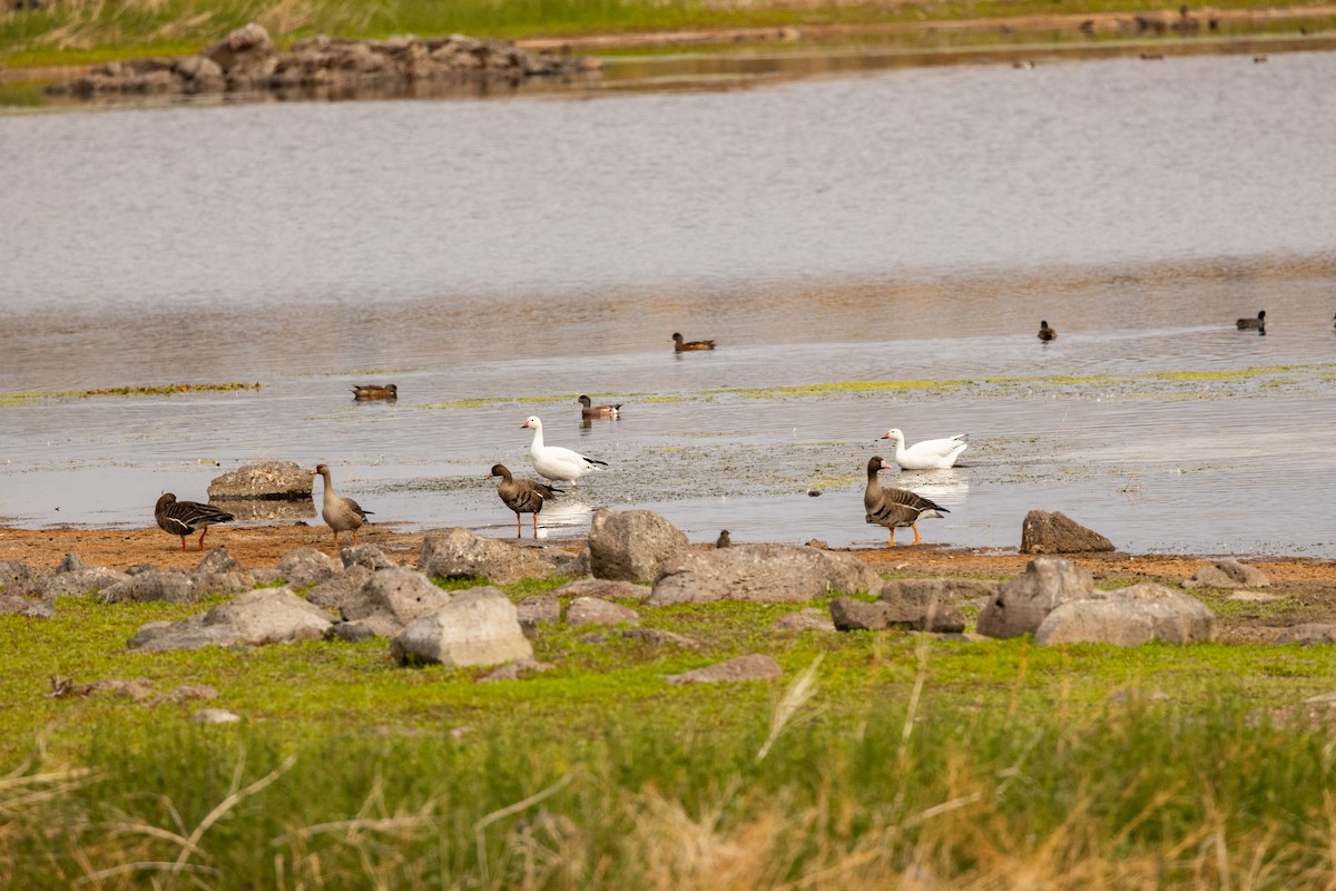 Greater White-fronted Goose - ML644252930