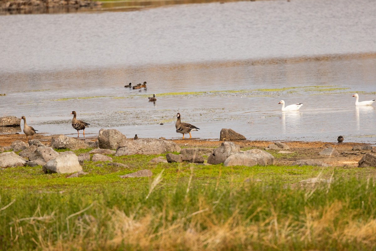 Greater White-fronted Goose - ML644252931