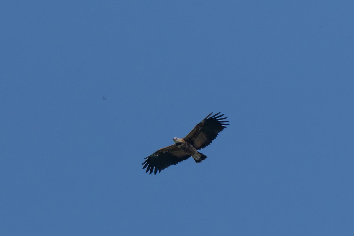 Black-collared Hawk - ML644252934