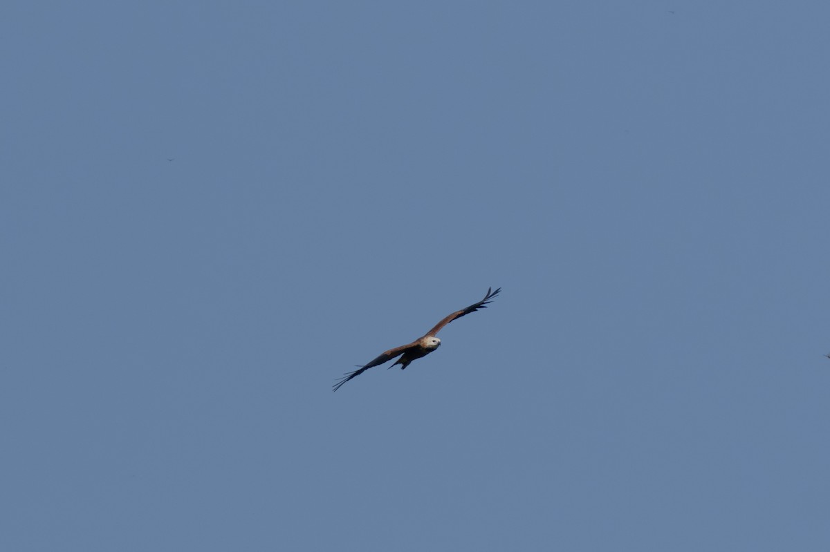 Black-collared Hawk - ML644252935