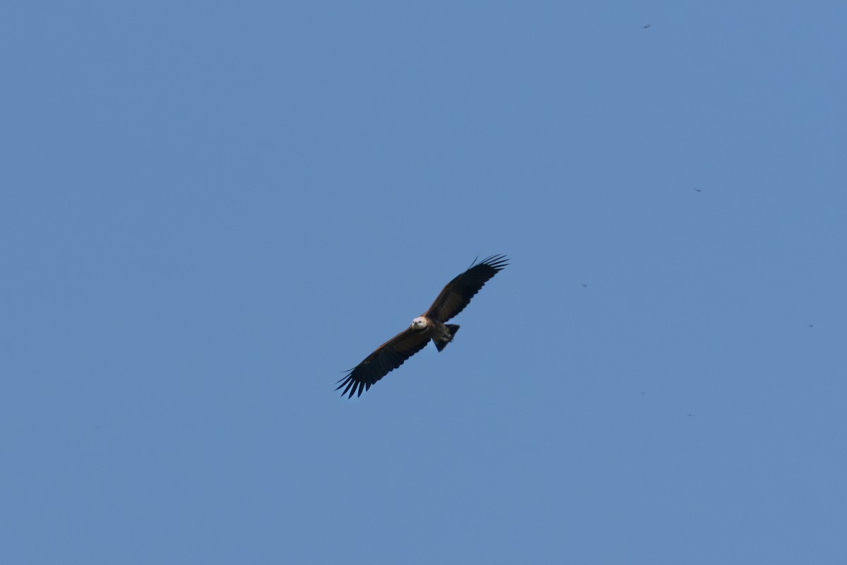 Black-collared Hawk - ML644252938