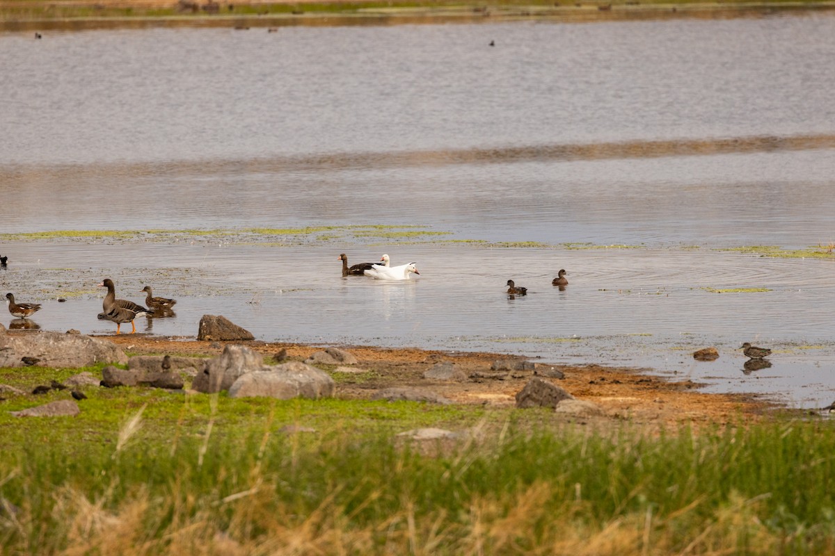 Snow Goose - ML644252956