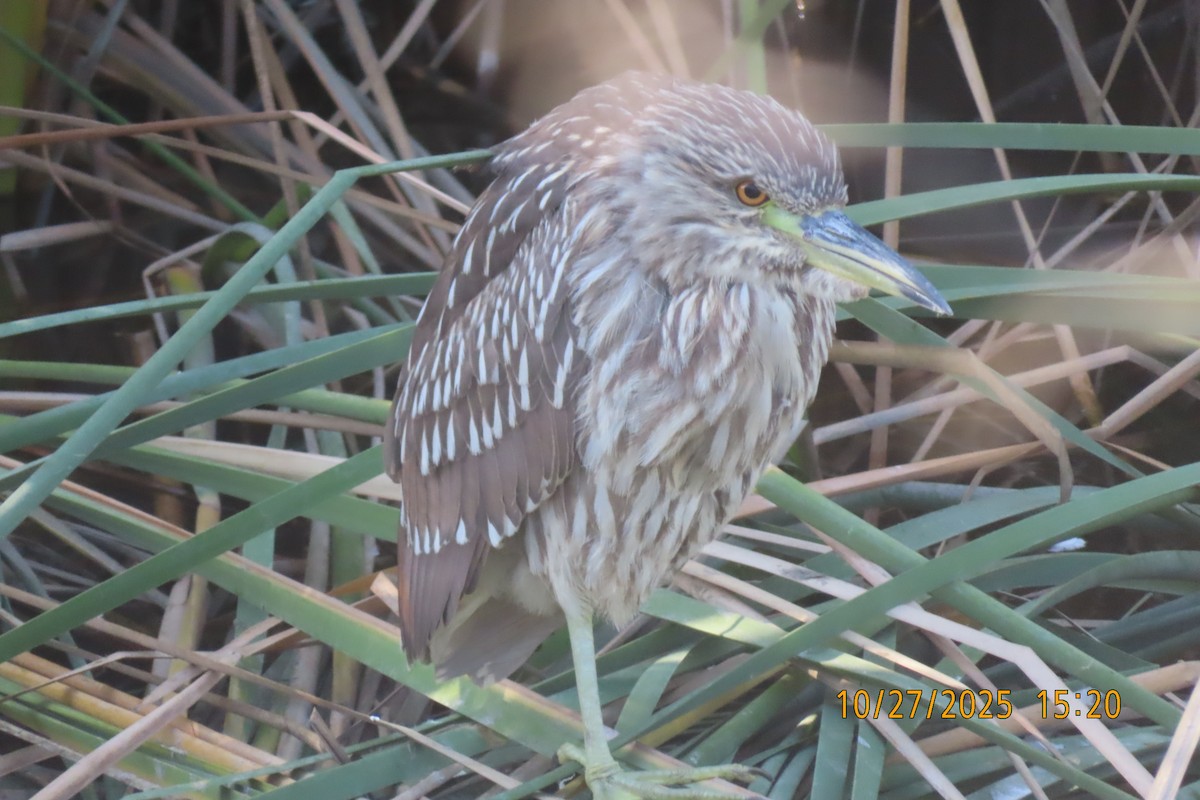 Black-crowned Night Heron - ML644252965