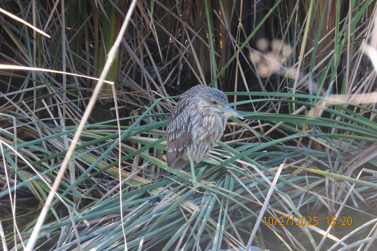Black-crowned Night Heron - ML644252968