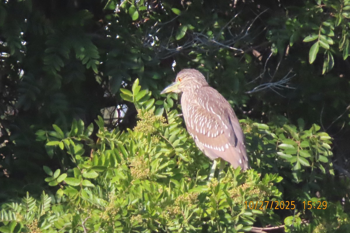Black-crowned Night Heron - ML644252974