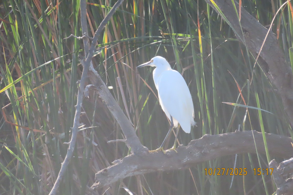 Snowy Egret - ML644252979