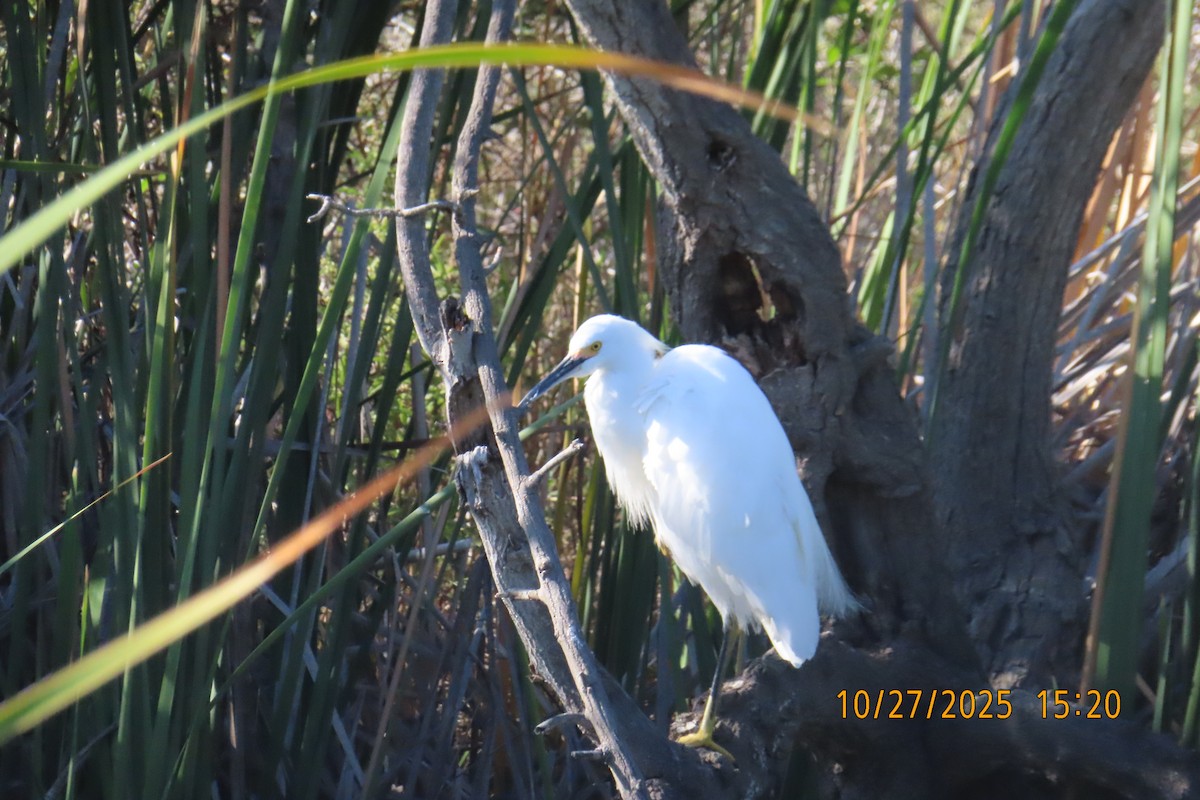 Snowy Egret - ML644252981