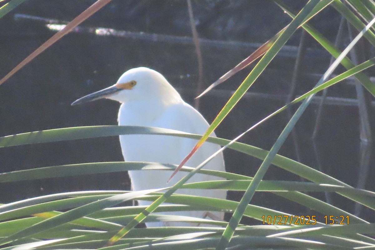 Snowy Egret - ML644252984