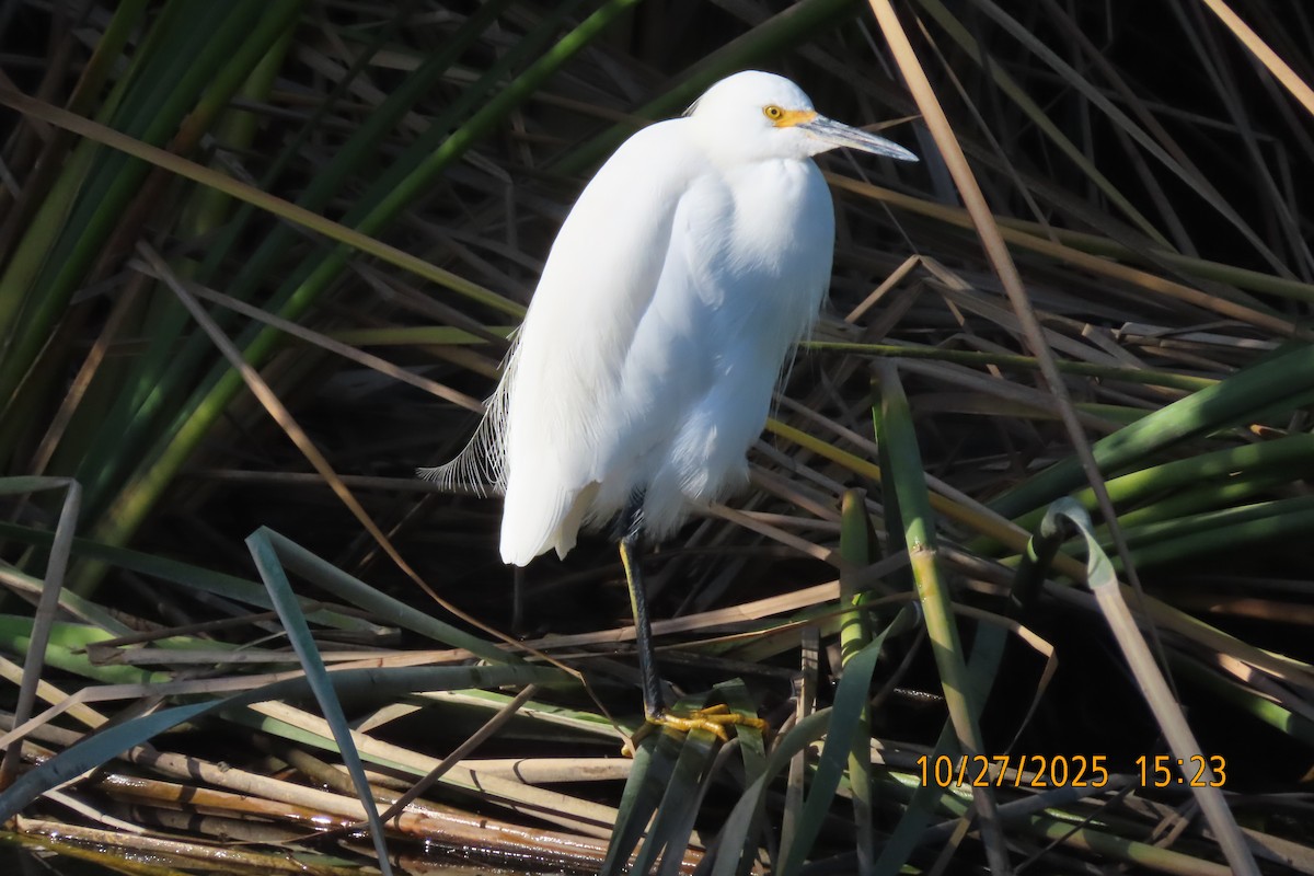 Snowy Egret - ML644252989