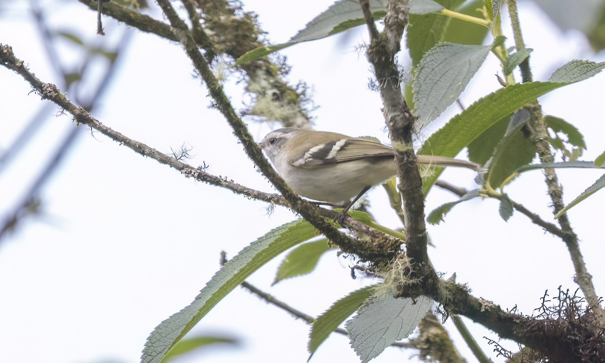 White-banded Tyrannulet - ML644252992