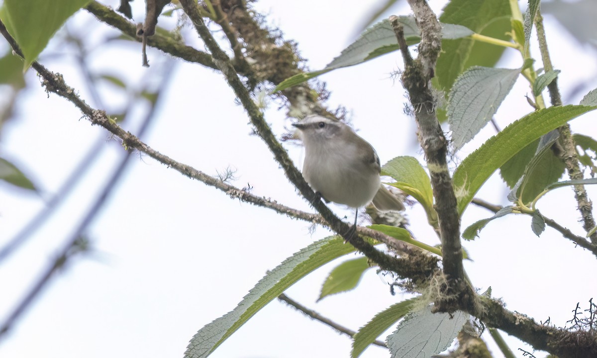 White-banded Tyrannulet - ML644252993