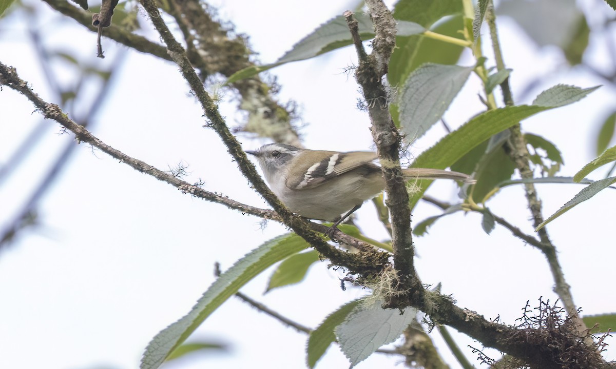 White-banded Tyrannulet - ML644252994