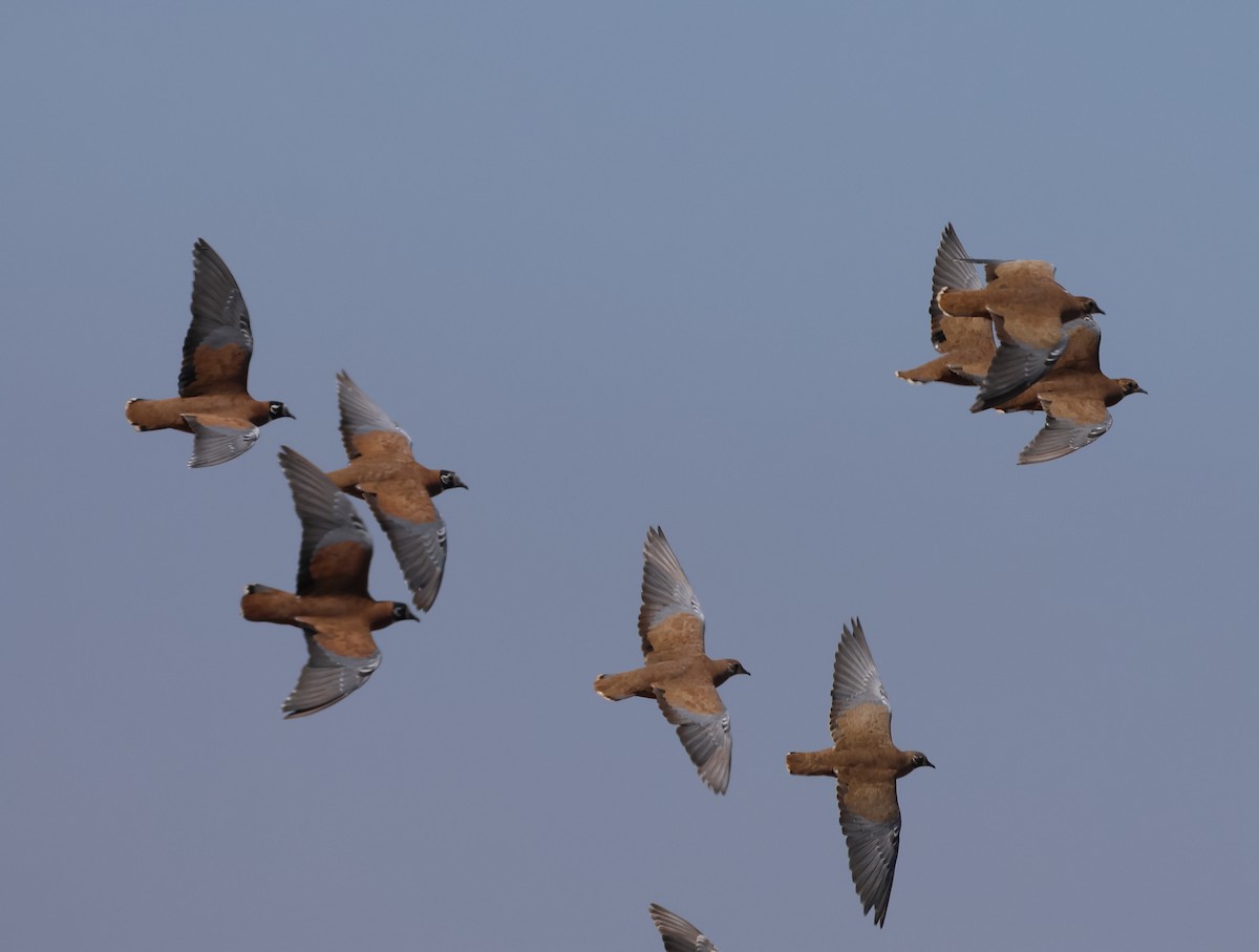 Flock Bronzewing - ML644253003