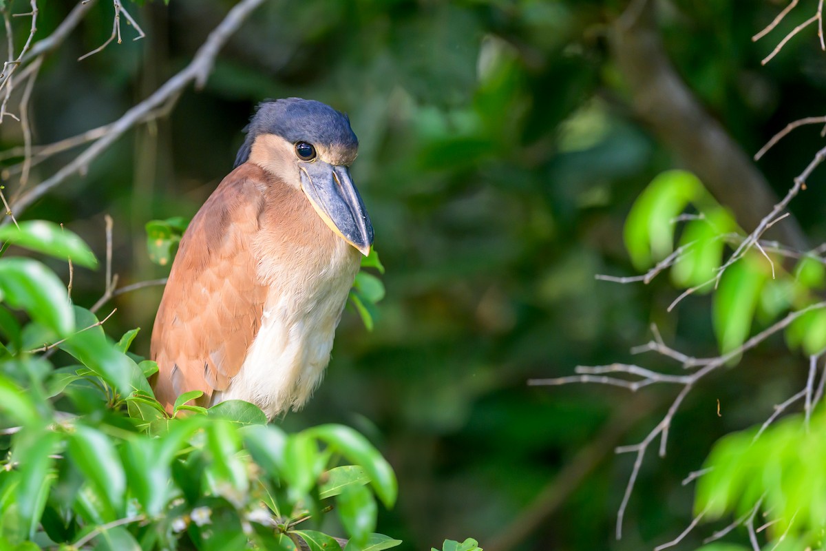 Boat-billed Heron - ML644253016