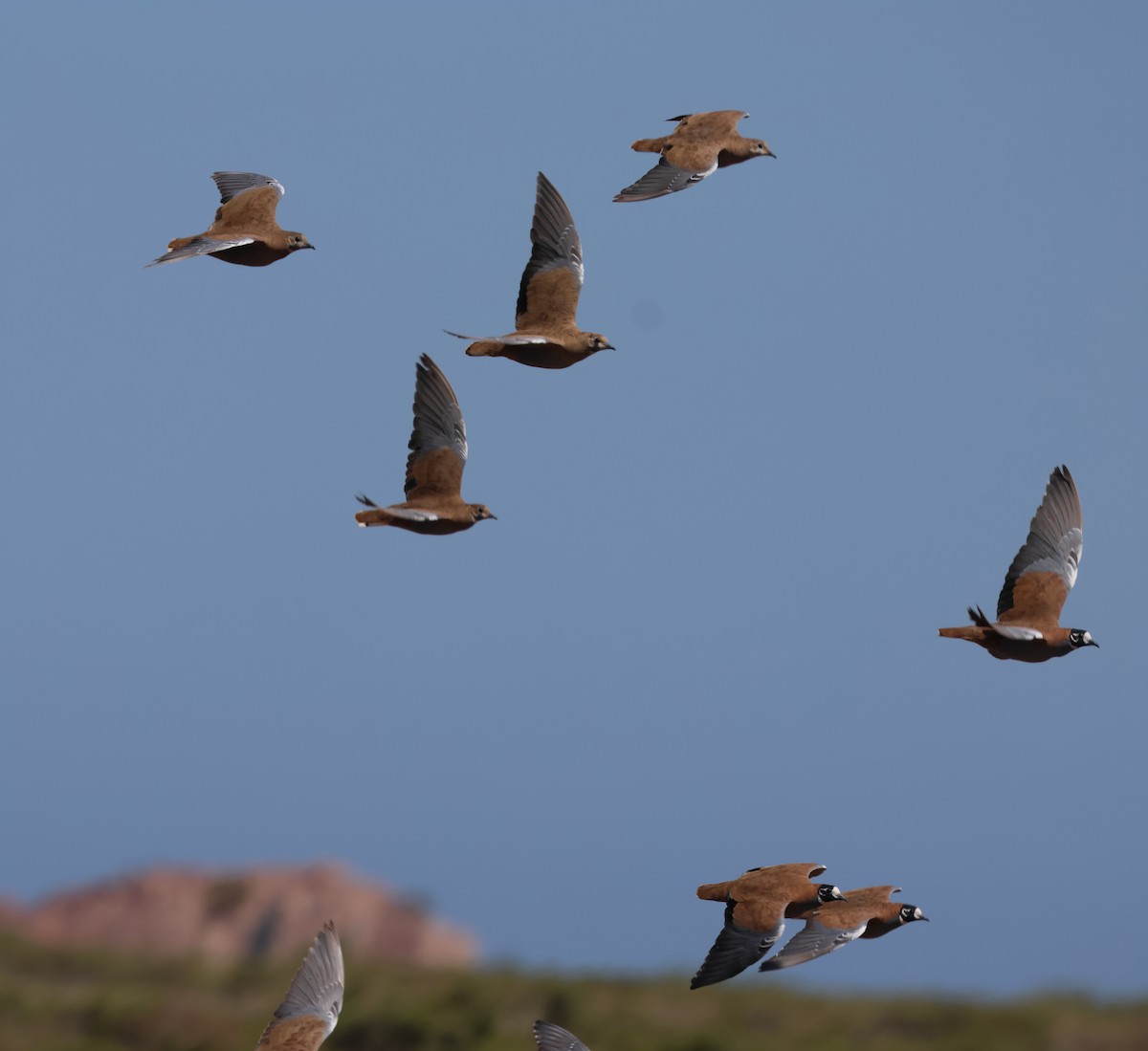 Flock Bronzewing - ML644253018