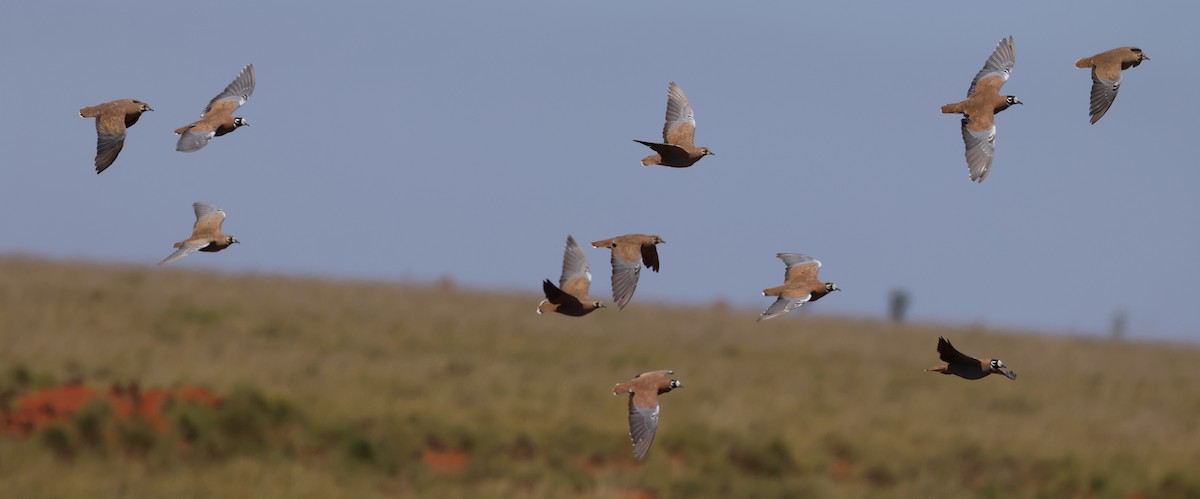 Flock Bronzewing - ML644253019