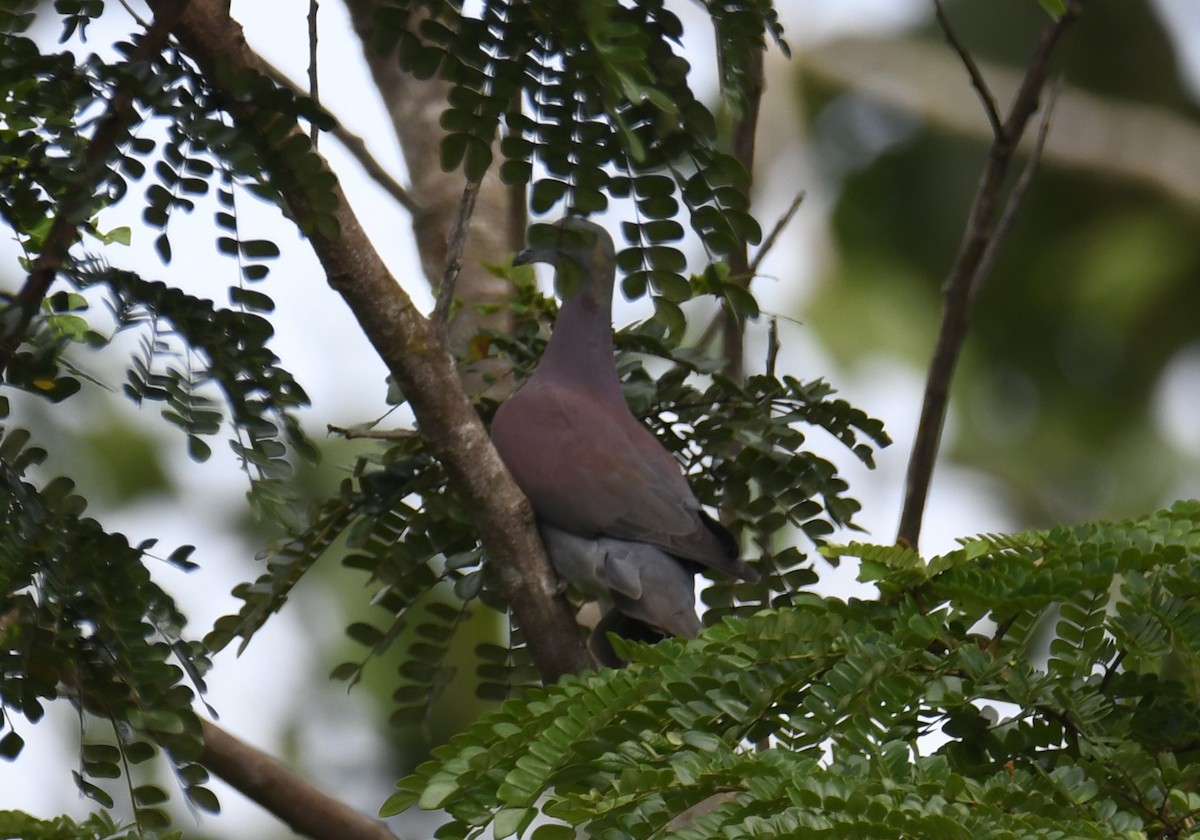 Pale-vented Pigeon - ML644253021