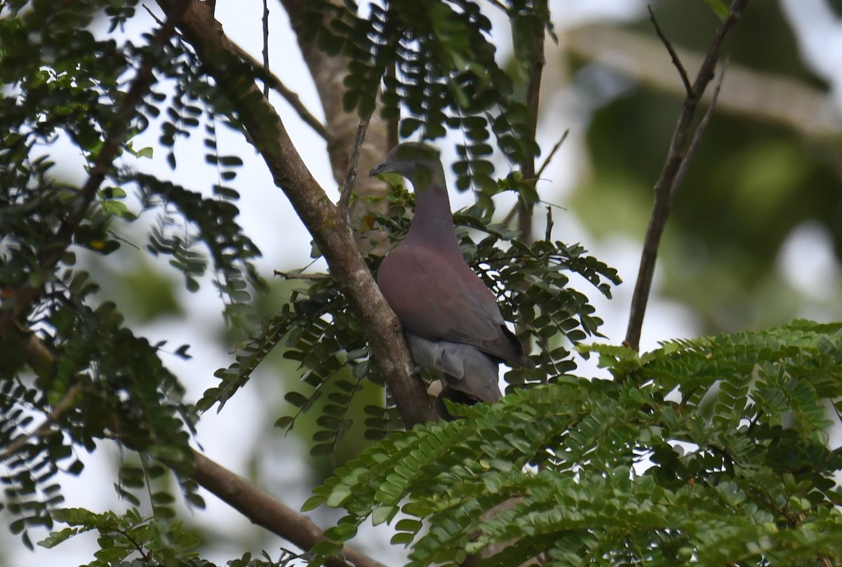 Pale-vented Pigeon - ML644253022